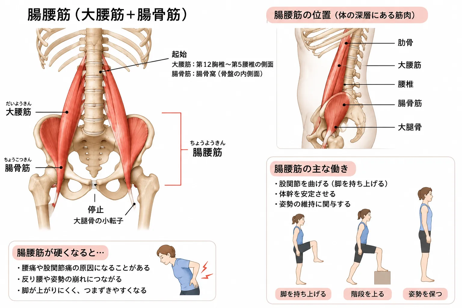 腸腰筋が大事な理由とは?腰痛・姿勢との関係を解説|熊谷市のひので鍼灸接骨院